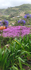 amphore parmi les fleurs