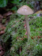 Fungi - Pixel 7 Pro