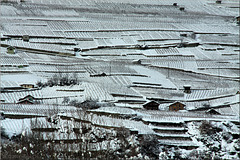 The vineyards of the Valais in winter