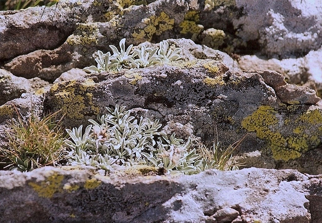 Antennaria dioica- Mézenc (2)