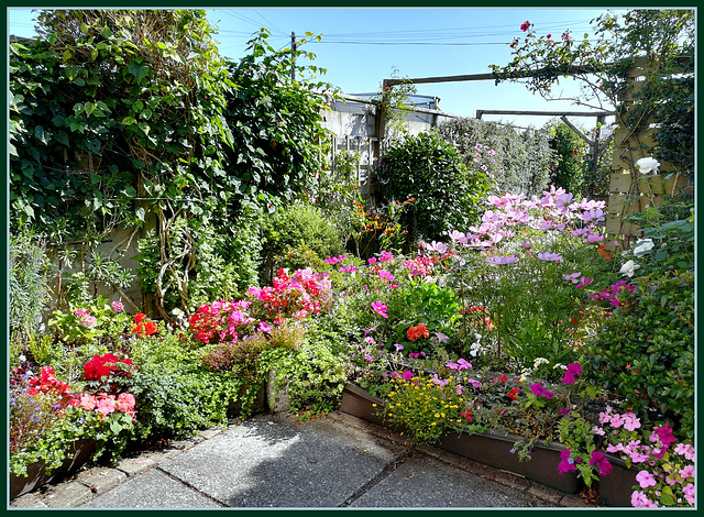 HFF number 2 today! A small, intimate and beautiful Cornish suburban garden (OK, I'm biased!)