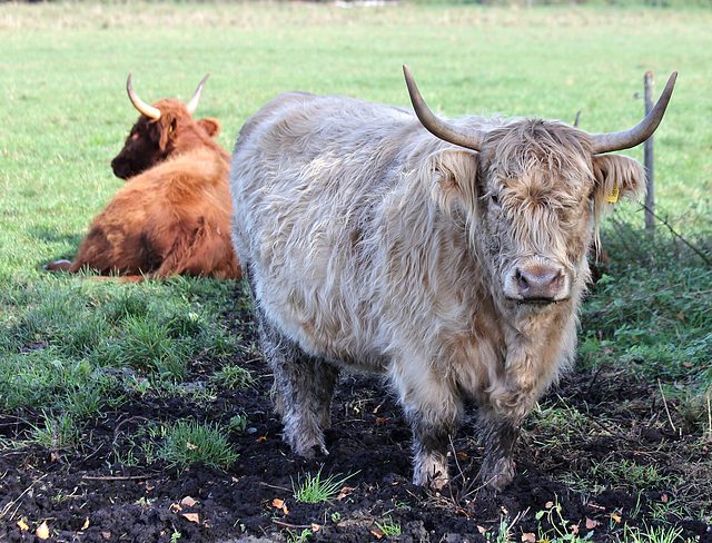 Scottish Highlander