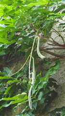 Wisteria seedpods