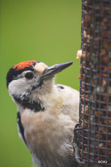 Greater Spotted Woodpecker