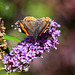 Raggy Red Admiral