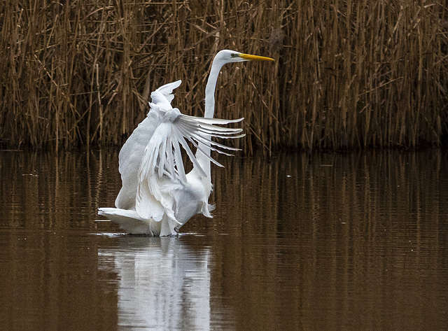 Great white egret