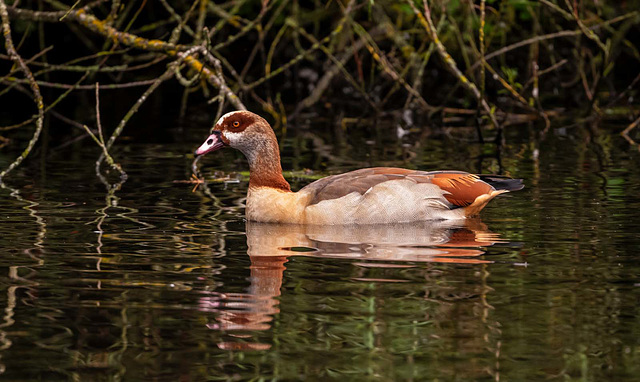 Egyptian goose