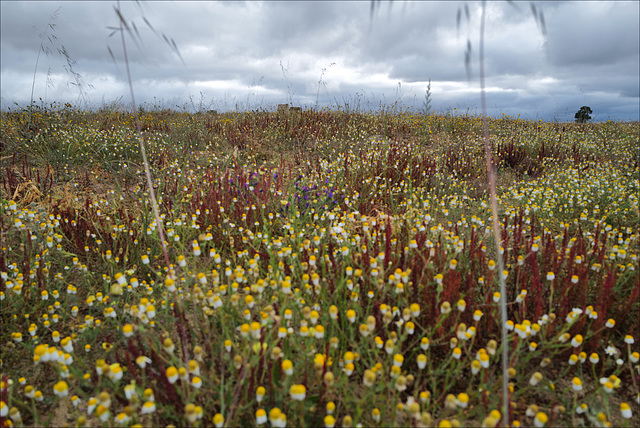 Penedos, Meadow in May Penedos, Meadow in May