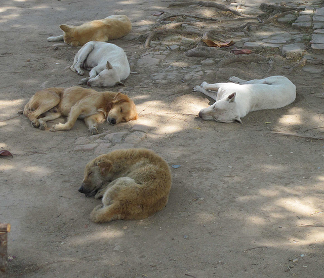 Chiens accablés par la chaleur