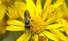 20230713 1756CPw [D~LIP] Jakobs-Greiskraut, Löcherbiene (Heriades truncorum), Bad Salzuflen