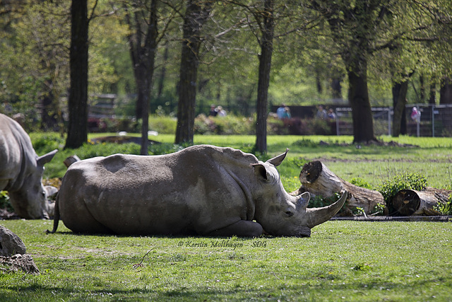 Breitmaulnashorn (Zoo Augsburg)