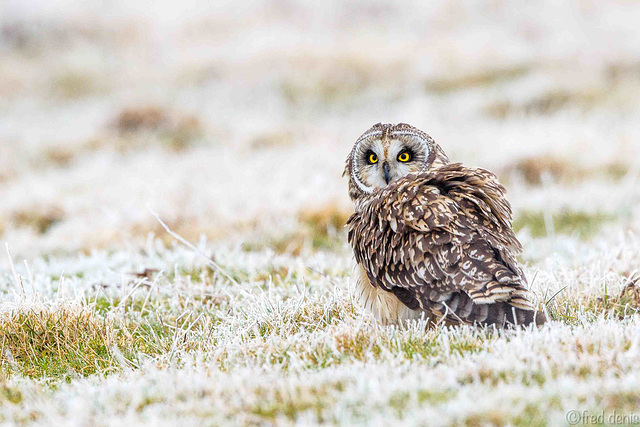 hibou des marais