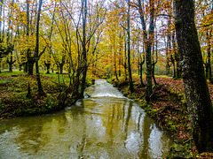 Bosque en otoño