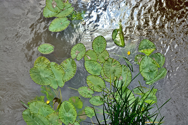 Water Lilies on the River Derwent
