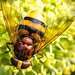 Hoverfly (13)