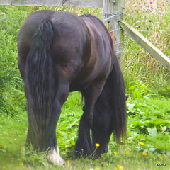 Summer grazing