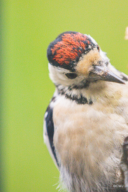 Greater Spotted Woodpecker