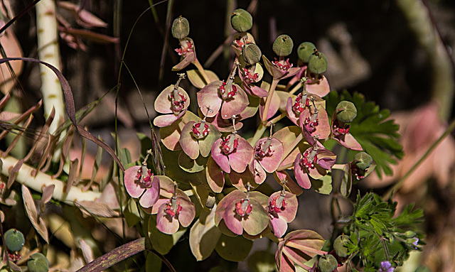 20200527 3896VRAw [D~LIP] Walzen-Wolfsmilch (Euphorbia myrsinites), UWZ, Bad Salzuflen