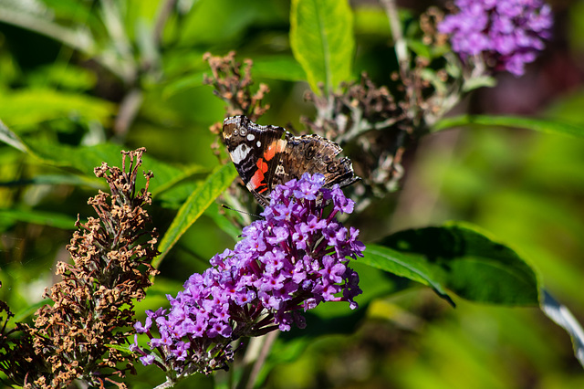 Red Admiral partial side view