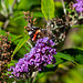 Red Admiral partial side view