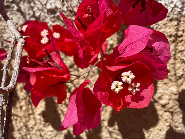 Capdepera bougainvillea