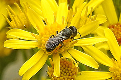 20230713 1757CPw [D~LIP] Jakobs-Greiskraut, Löcherbiene (Heriades truncorum), Bad Salzuflen