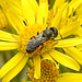 20230713 1757CPw [D~LIP] Jakobs-Greiskraut, Löcherbiene (Heriades truncorum), Bad Salzuflen