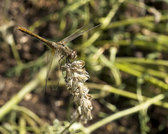 meadowhawk, perched