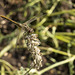 meadowhawk, perched