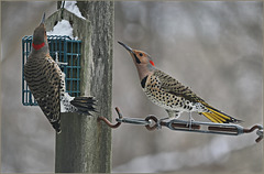 Two flickers
