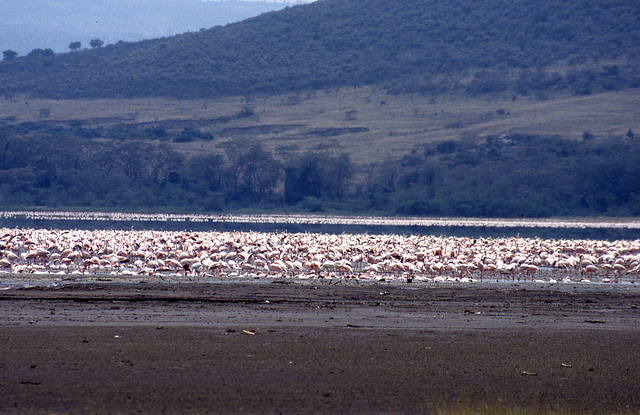 Flamingos on Lake Nakuru