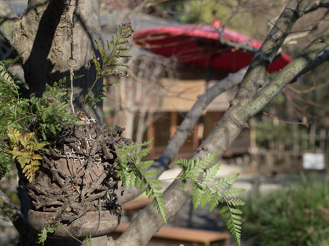 Hanging plant