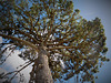 l'arbre qui voulait toucher le ciel