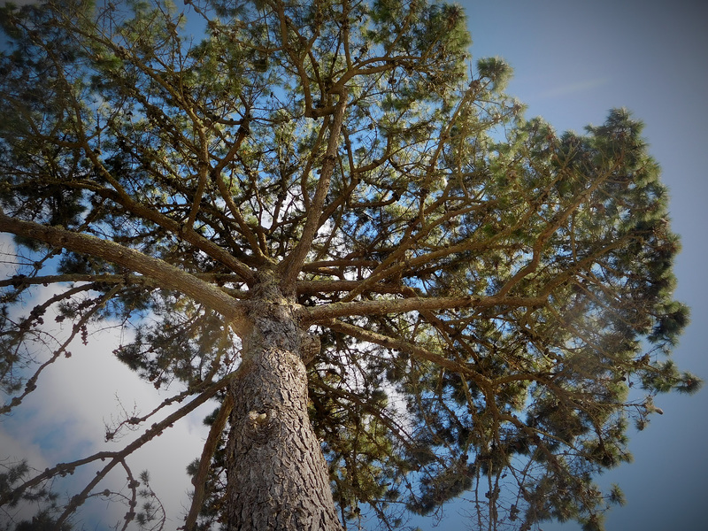 l'arbre qui voulait toucher le ciel
