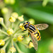 hoverfly (14)