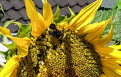 20150731 042Hw [D~RI] Sonnenblume, Hummel, Rinteln