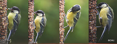 Coaltit feeding