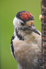 Greater Spotted Woodpecker
