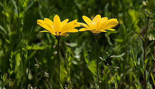 20200527 3898VRAw [D~LIP] Buschiges Kapkörbchen (Dimorphotheca sinuata), UWZ, Bad Salzuflen