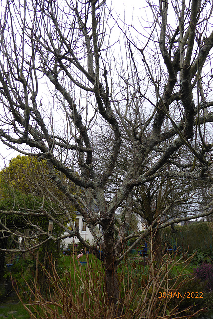 jardin en hiver