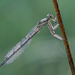 Libelle im Morgenlicht