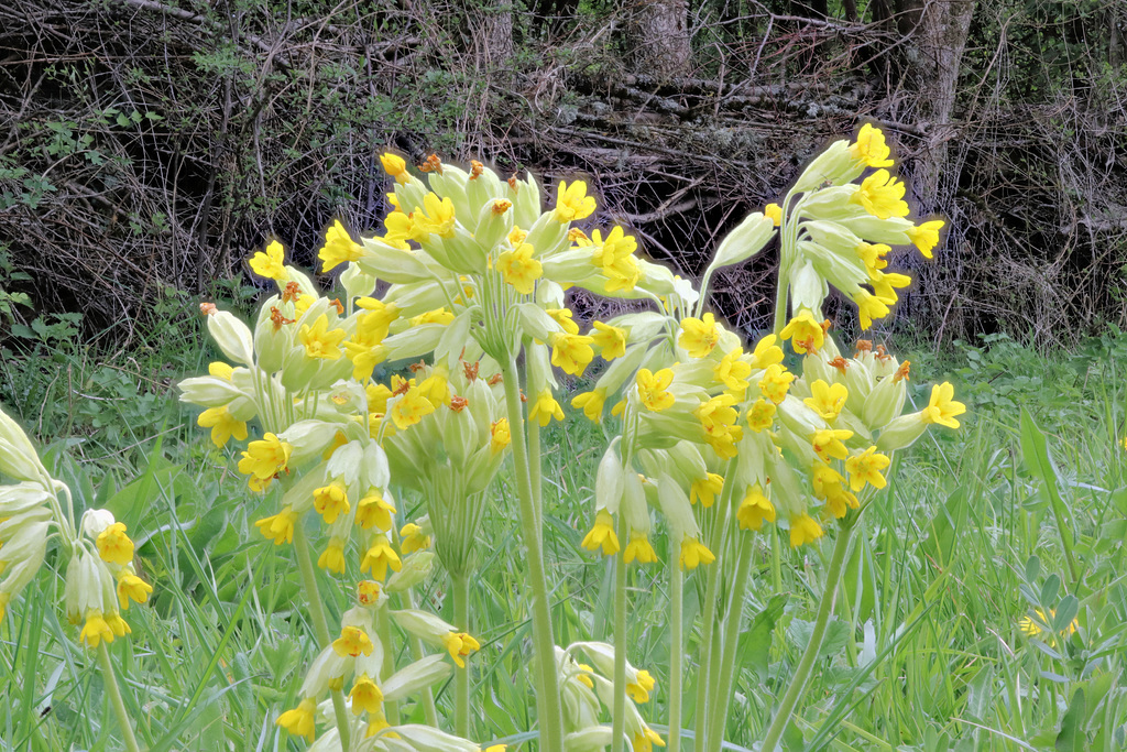 Flower IMG .0232v2