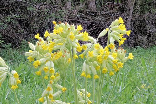 Flower IMG .0232v2