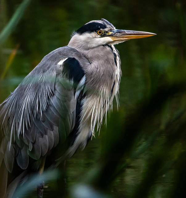 Heron