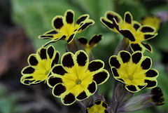 Primroses