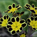 Primroses