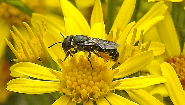 20230713 1759CPw [D~LIP] Jakobs-Greiskraut, Löcherbiene (Heriades truncorum), Bad Salzuflen