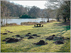 .... Moles  'R'  Us....  and a 'HBM' at Hardwick ponds.