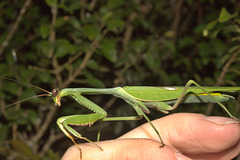 IMG 8643prayingmantid