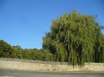 L'arbre et le mur